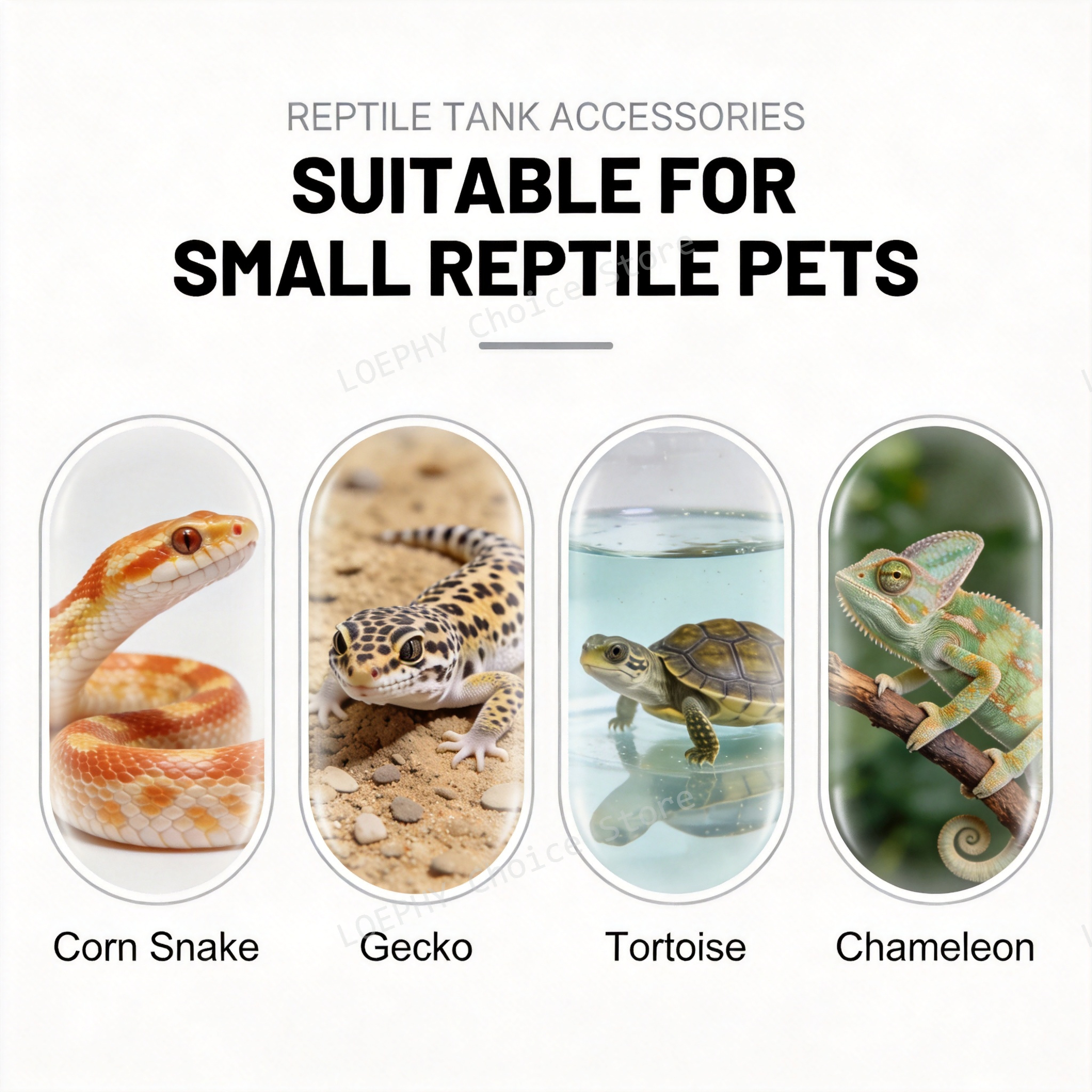 Funny Frying Pan Design Gecko  - Water Dish Reptile ulasan dan harga